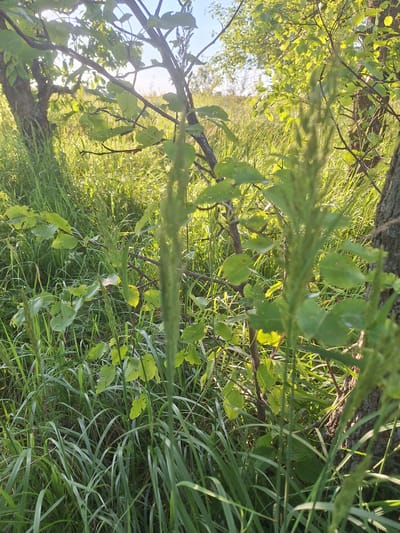 A sunlit, natural outdoor scene features a dense growth of tall green grass and various leafy plants and trees, set against a backdrop of a bright sky and further foliage. The image is focused on the foreground, with several blades of grass and a few tree trunks and branches prominently displayed. The lighting suggests it is either morning or late afternoon, with the sun casting a warm glow. There are no people or animals visible in the frame. The scene appears to be located in a rural or park-like setting, consistent with the outskirts of Sviatopetrivske, Ukraine.