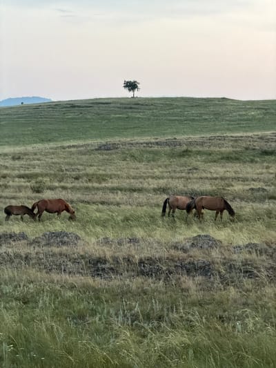 In the city of Kuseevo, Russia, a serene landscape unfolds with a vast, rolling meadow bathed in the soft hues of twilight. Several horses graze peacefully amidst the tall, verdant grass, their coats a mixture of brown and chestnut. In the foreground, two horses stand close together, one slightly smaller than the other, while further back, another pair grazes separately. The middle ground of the image is dominated by the undulating terrain of the meadow, with patches of dry, rocky ground interspersed with lush greenery. In the distance, a solitary tree stands atop a gentle hill, silhouetted against the pale, tranquil sky. A faint, hazy mountain range can be seen on the far left horizon, adding depth to the already expansive vista. The overall atmosphere is one of quiet solitude and natural beauty.