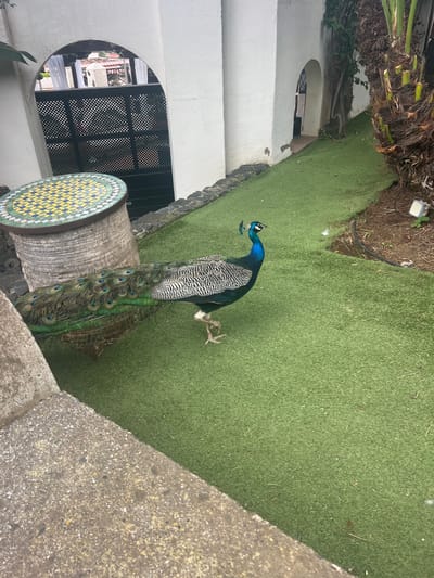 A male peacock stands on a patch of artificial grass, its iridescent blue and green feathers fanned out behind it. The peacock's crest is visible, as are its black and white patterned wings. The bird is positioned near a decorative mosaic-topped table, which sits on a textured, weathered surface. In the background, a white arched opening reveals a glimpse of an interior with decorative metal screens and architectural elements. The overall scene suggests an outdoor or semi-outdoor setting, possibly a garden or courtyard, with a blend of natural and artificial elements. The lighting indicates it is daytime, and the weather appears fair. The image is a still photograph with no visible text.