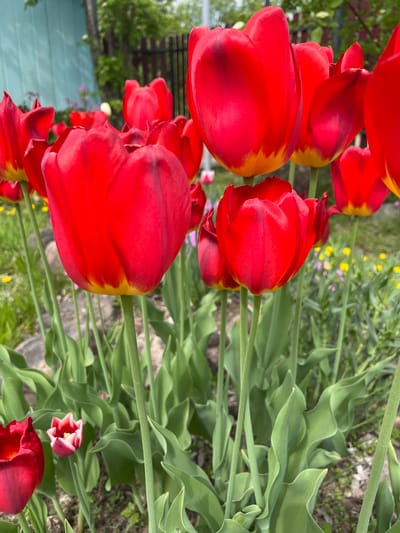 A close-up, slightly tilted, eye-level shot depicts a cluster of red tulips with yellow edges in an outdoor setting. The tulips are in full bloom, with green stems and leaves that fill the background. The ground is visible with some sparse vegetation and small yellow flowers. A fence can be seen in the background.