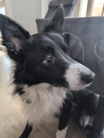 This indoor photograph, taken in Saint-André-lez-Lille, France, features a black and white dog. The dog's head is prominently displayed, tilted upwards and slightly to the left, as if looking at something or someone above it. Its fur is a mix of solid black and white patches. A distinct white patch covers the bridge of its nose and forehead, while the area around its visible eye and ear is black.
The dog's right eye is clearly visible, a warm brown color, and appears attentive and focused. Its ear, partially visible on the left side of its head, is also black. The overall posture suggests the dog is either lying down or in a relaxed, inquisitive position.
In the background, a dark, textured object with some curved shapes is visible, possibly part of a cat tree, pet furniture, or another household item, contributing to the indoor setting. The lighting appears soft, and there is a noticeable graininess to the image, particularly evident in the provided cropped sections, which might indicate ambient indoor lighting or a higher ISO setting on the camera. No text is visible in the image.