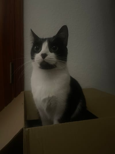 A black and white cat peeks from inside a cardboard box, its head tilted downward. The cat's black fur is contrasted by its white chest and face, accented with a black patch on its nose. The cat's eyes are wide, and its whiskers are prominent. The box's tan interior is visible behind the cat, suggesting a confined space. A dark, wooden surface is also visible in the foreground.