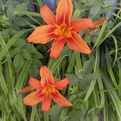This media file shows a close-up, eye-level view of two vibrant orange daylilies blooming amongst lush green foliage. The flowers are the primary subjects, with their petals unfurling outwards, revealing a bright yellow center. One flower is positioned in the upper half of the frame, slightly out of focus, while the other is in the lower half, sharper and more prominent. Interspersed with the lilies are long, slender green leaves, likely from the lily plant itself, and broader, serrated green leaves belonging to another plant, possibly a raspberry bush. In the background, a weathered blue wooden fence can be seen, suggesting an outdoor setting like a garden or yard. The lighting appears to be natural daylight, casting soft shadows and highlighting the textures of the leaves and petals. There is no visible text in the image. The scene evokes a sense of natural beauty and the peak of summer bloom in Zhilino-1, Russia.
