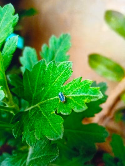 A close-up shows a vibrant green plant with intricately shaped leaves. A small, blue insect rests on one of the leaves, contrasting with the surrounding foliage. The background is blurry and indistinct, suggesting a natural outdoor setting. The image's focus is sharp on the leaf and the insect, highlighting the intricate details of the plant and the creature's form.