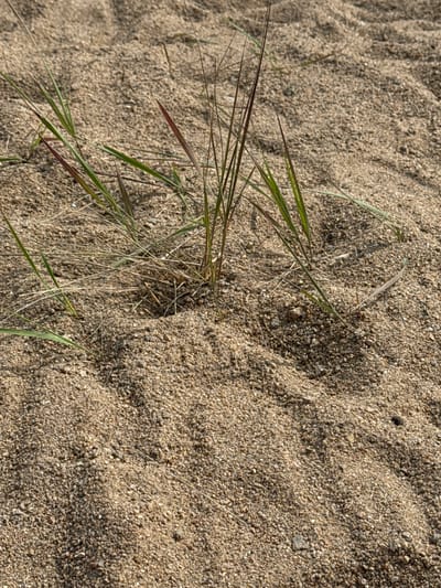 This is a close-up, eye-level, natural light, outdoor photograph of sparse, green and reddish-brown blades of grass growing out of coarse, light brown sand. The sand is textured with small pebbles and appears dry. The grass is clustered together in the center of the frame, with some blades extending upwards and others lying across the sand. The background is out of focus, showing more of the sandy terrain. The scene is devoid of human presence or any artificial elements, suggesting a natural, possibly coastal or desert-like environment. The location is not identifiable from the image itself, and no specific context regarding Ayyrtau, Kazakhstan can be derived.