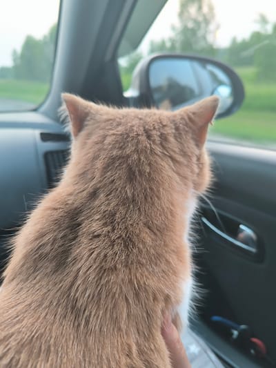 The image shows the back of an orange and white cat sitting in a car, looking out the window. The cat's fur is fluffy and appears soft. In the background, a side mirror is visible, reflecting the sky and some trees. The setting appears to be a car interior, with the car's dashboard and door panel visible. Outside the car, greenery and trees suggest a rural or suburban location, possibly a highway or country road. The lighting suggests it is daytime, likely late afternoon or early evening, as the sky is bright but with a soft glow. There is no visible text in the image. The cat appears calm and curious, engrossed in observing the passing scenery. The image captures a moment of a pet enjoying a car ride, a common activity for pet owners.