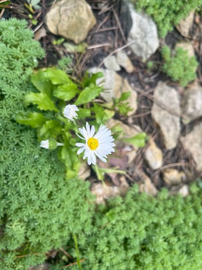 A close-up, top-down shot captures a cluster of white daisies with yellow centers, some in full bloom and others as closed buds, nestled amongst vibrant green, low-lying foliage. The background features a scattering of light-colored stones and dry twigs, suggesting an outdoor setting in a garden or natural area. The image quality is slightly soft, with a shallow depth of field that blurs the background elements. There are no people or animals visible in the frame, and no obvious signs of human activity beyond the planting of the flowers and greenery. The scene appears serene and undisturbed. The metadata for this image indicates it was captured in Starozhivotinnoe, Russia.