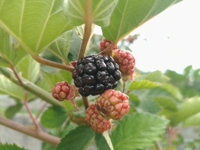 The image is a close-up, eye-level shot of a cluster of blackberries and unripe berries on a branch. A large, ripe blackberry, deep black and glossy, hangs prominently in the foreground. Below it, two clusters of unripe berries are visible, their segments a pale pink and red. The berries are attached to a reddish-brown stem, which is partially obscured by large, green leaves that are fuzzy along their veins. The background is softly blurred, showing more greenery and a bright, overcast sky. The scene is set outdoors, likely in a garden or natural environment, with no indication of any urban setting or specific location within Solonytsivka, Ukraine. There are no people or animals present in the image. The focus is entirely on the fruit and foliage.