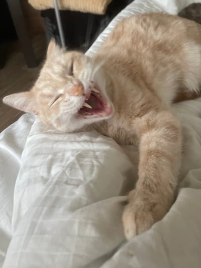 An orange tabby cat is captured mid-yawn, its mouth wide open revealing its teeth and pink tongue. The cat is lying on a white, textured surface, possibly a blanket or bedspread. The background is dark and out of focus, suggesting an indoor setting. No specific location in Korotycha, Russia, can be determined from the image.