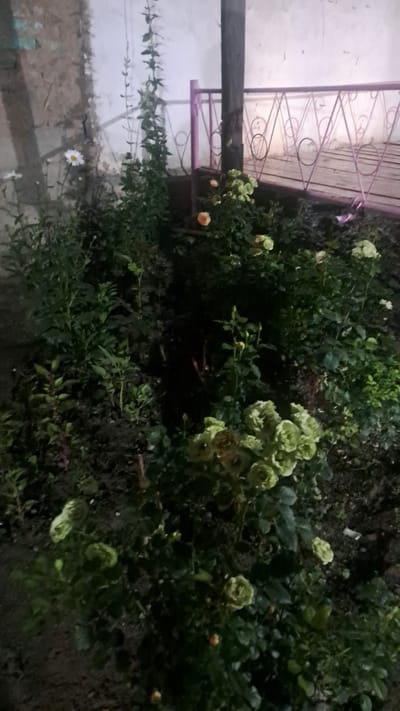 The image shows a garden bed with various plants and flowers, including roses and daisies, in what appears to be an outdoor setting at night. A tall, leafy plant grows vertically in the center of the frame, with a wooden post to its right. Behind the plants, a section of a light-colored wall is visible, with a pink metal railing and a wooden structure, possibly a bench or a section of a building, in the background. The ground appears to be soil. No people are present in the image. The lighting is dim, suggesting it was taken with artificial light or at dusk. The overall scene suggests a residential area or a public garden in Sülüktü, Kyrgyzstan.