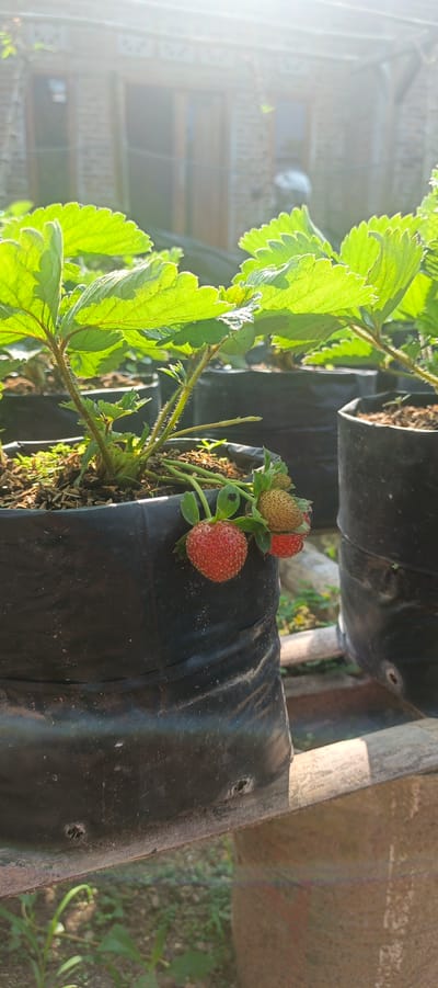 An outdoor, close-up, eye-level, medium shot captures a strawberry plant growing in a black plastic planter bag, situated outdoors in Gisting Atas, Indonesia. The plant, the primary subject, features vibrant green leaves and stems, with one ripe red strawberry visible on a vine. Two other strawberries, one appearing partially ripe and another green, are also present. The planter bag is made of black plastic, showing signs of wear and dirt. In the background, other similar planter bags and portions of a brick building with windows and a wooden door are visible, softly blurred by the bright, hazy sunlight. The scene is set on a wooden structure, suggesting an agricultural or garden setting.