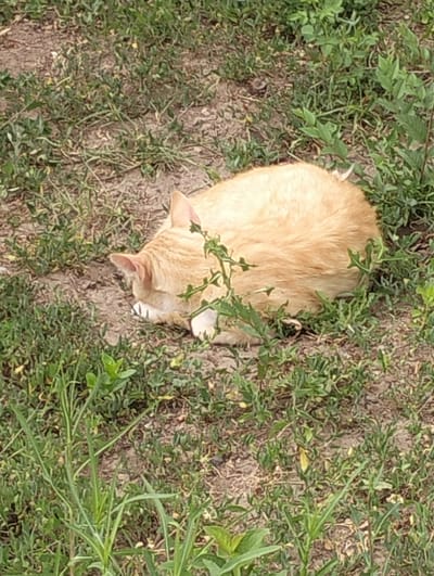An orange cat is curled up on the ground amidst dry grass and soil. The cat's head is tucked in, and its body is rounded, suggesting it is resting or sleeping. The environment appears to be an outdoor, possibly unkempt area with sparse vegetation. The scene is captured from a slightly elevated perspective.