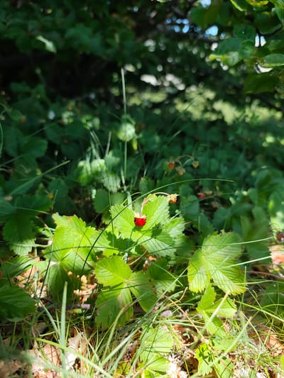 The image depicts a close-up view of wild strawberries growing among lush green foliage and grass. In the foreground, a single ripe red wild strawberry is prominently featured on a plant with serrated leaves. Several other wild strawberries, some appearing less ripe or in development, are visible further back among the greenery. The background is a blur of green leaves and branches, suggesting a natural, wooded environment. Sunlight filters through the leaves, creating dappled light and shadows on the plants. The scene appears to be in an outdoor setting. There are no people or animals visible in the image. The location is identified as Dolovi, Montenegro.