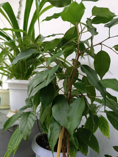This is a medium shot photograph of several houseplants in what appears to be an indoor setting. In the foreground, a plant with slender, woody stems and numerous dark green leaves is prominently featured. The leaves are ovate and glossy, with some showing slight wilting or browning at the edges. The plant is supported by a light brown stake. Behind this plant, a larger plant with long, strap-like green leaves is visible, its foliage filling the upper left portion of the frame. Both plants are housed in white pots, though only the base of the foreground plant's pot is clearly visible. The background is a plain white surface, possibly a wall. The lighting suggests an indoor environment, possibly during daylight hours, as there are no distinct shadows indicating artificial light. There is no visible text in the image. The overall impression is one of domestic greenery, suggesting a home or office space.