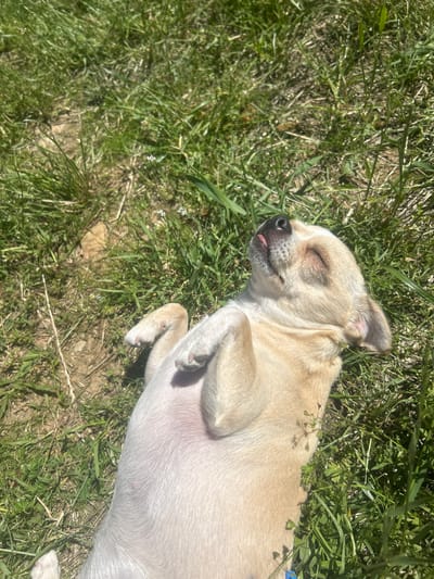 A light brown Chihuahua puppy is lying on its back in a grassy field under a clear blue sky. The puppy's eyes are closed, and its tongue is sticking out slightly. Its legs are curled up, and its belly is exposed. The grass is green and lush, with a few small white flowers scattered throughout. There is some dry dirt and leaves visible in the background. The scene suggests a warm, sunny day, likely in an outdoor setting such as a park or backyard. The location is Kostadinkino, Bulgaria.