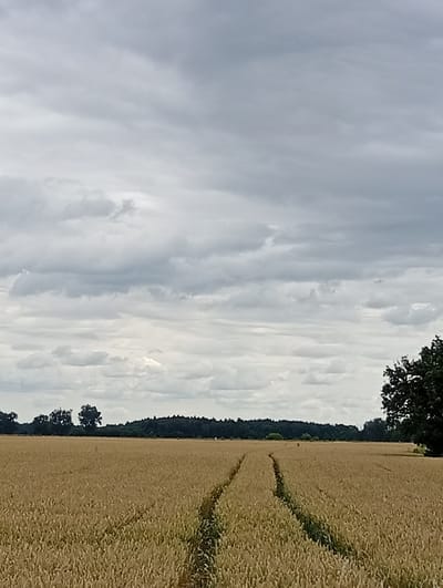 An overcast sky looms above a vast field of golden wheat. Tire tracks are visible in the wheat, suggesting recent vehicle activity. A line of trees and a dense forest form the horizon in the distance. A large, dark tree occupies the right side of the frame. The scene is consistent with a rural agricultural landscape, likely in or around Kamień, Poland.
