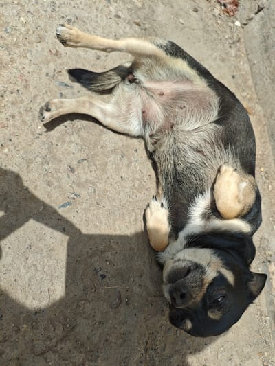 A small dog with black and tan fur is lying on its back on a concrete surface in an outdoor environment. The dog's belly is exposed, revealing several nipples. Its paws are curled upwards. A shadow of an object, possibly a fence or building, falls across the concrete to the left of the dog. The ground is textured with small stones and debris. The scene suggests a sunny day. There is no indication of the specific location within the city of Şu, Kazakhstan, or any people present.