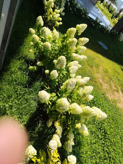 In Konigil, Uzbekistan, this image captures a sun-drenched outdoor scene featuring a lush garden. The foreground is dominated by a cluster of hydrangeas with large, white, cone-shaped blossoms, their petals tinged with a pale green. The hydrangeas are interspersed with vibrant green grass and smaller green plants, creating a rich tapestry of foliage. To the left, a dark, vertical structure with horizontal detailing, possibly part of a building or fence, casts a shadow. In the background, a paved walkway reflects the bright sunlight, and beyond that, more greenery and a building with glass elements are visible. The overall impression is one of a well-maintained garden area bathed in the warm light of a clear day.