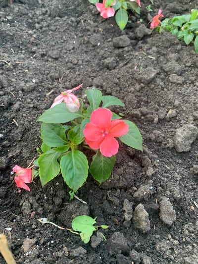 The image shows a close-up of soil with several pink and red impatiens flowers blooming. The soil is dark and appears to be recently tilled, with visible clumps and a few small stones. The flowers are vibrant and healthy, with green leaves. The scene is set outdoors, likely in a garden or park. There is no indication of the location being in Карманово, Russia, or any other specific city.
