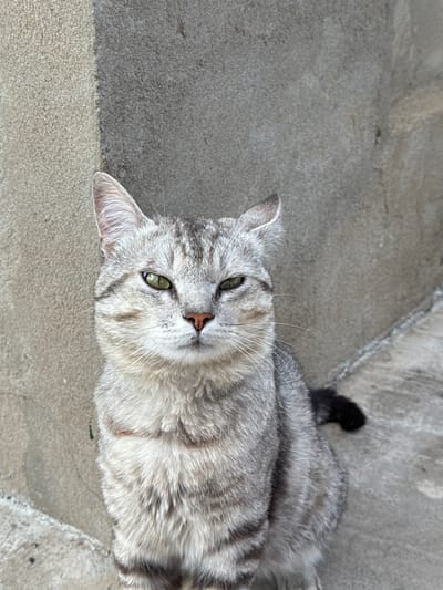 A gray tabby cat with green eyes sits on a concrete surface in front of a textured gray wall. The cat is facing the camera and appears to be looking directly at it with a neutral expression. Its fur is striped with darker gray and white markings. The background wall has a rough texture and a seam runs vertically down its center. The concrete ground is also textured with some visible cracks and subtle variations in color. The lighting suggests it is daytime. The image was taken in Nova Odesa, Ukraine.