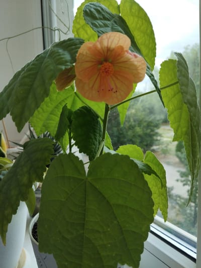 This is a close-up, eye-level, vertical shot of an orange flowering plant with large, green, lobed leaves, positioned in front of a window. The flower is a bell-shaped bloom with prominent stamens in the center. The leaves are textured with visible veins. Through the window, blurred trees and a pathway are visible, suggesting an outdoor environment. The plant appears to be indoors, possibly on a windowsill, given the background. There are no people or animals visible in the image. The scene is a domestic or office setting, with the window acting as a backdrop. The image is well-lit, with natural light coming from the window.