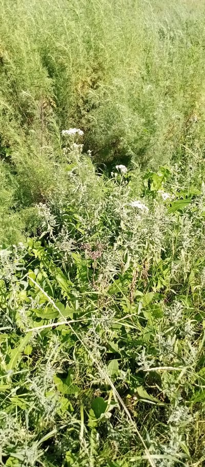 This is a vertical, eye-level, medium shot image of a field of tall green grasses and weeds, with scattered white wildflowers. The field is dense with foliage, creating a natural and somewhat wild environment. The lighting suggests a sunny day, with some dappled shadows filtering through the plants. No people or animals are visible in the image. The scene appears to be a natural landscape, potentially a field or roadside verge in the rural outskirts of Marinovka, Kazakhstan.