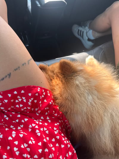 An overhead shot shows a person in a red dress with white hearts sitting in a car. Their legs are visible, with a tattoo on their left thigh. A light brown dog is resting on the person's lap, its head nuzzled into their side. In the background, another person's legs are visible wearing white sneakers with black stripes. The scene appears to be in Kolarovo, Bulgaria, suggesting it might be during a road trip or outing.