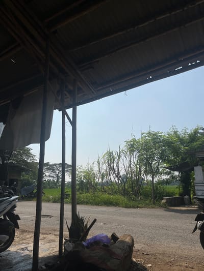 The image depicts an outdoor scene in Curug, Indonesia. The view is partially obstructed by a bamboo structure, likely a shelter or shed. The roof of the structure is made of corrugated metal sheets.

Beyond the structure, a paved road is visible, flanked by lush vegetation including tall grasses, trees, and a rice field in the distance. A motorcycle is parked partly under the shelter. Debris including a log and plastic bags lie near the road. The sky is clear and blue.