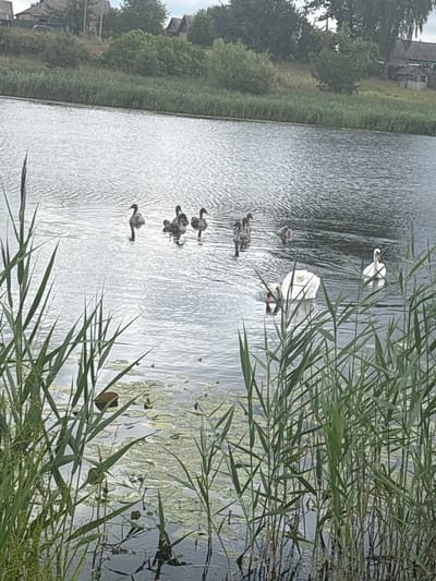 This image depicts a body of water with several birds, including adult swans and cygnets. The scene is framed by tall reeds along the shoreline. In the background, there are trees and buildings, suggesting a rural or semi-rural environment. The water is rippled, and some lily pads are visible on the surface. The overall atmosphere is natural and serene. The location identified is Трасцінскі сельскі Савет, Belarus.