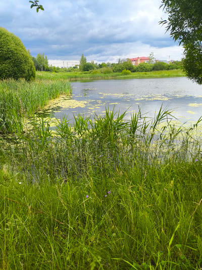 The image depicts a natural landscape scene, likely on the outskirts of the village of Akhtymneevo, Russia. In the foreground, lush green grass and reeds dominate the view, with some taller reeds growing closer to the water's edge. A tranquil body of water, possibly a pond or a small lake, is visible in the middle ground. The water's surface is partially covered with patches of yellow-green algae or duckweed. Beyond the water, a line of trees and vegetation forms the background, with a multi-story building featuring a red roof visible in the distance, suggesting a residential area. The sky above is overcast with heavy, dark clouds, indicating a possibly stormy or overcast day. A few small purple wildflowers are scattered within the grassy area in the foreground. The overall impression is one of a quiet, natural setting, characteristic of rural Russia.