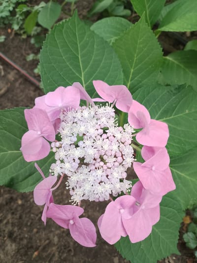 A top-down, close-up shot features a pink hydrangea flower. The flower has large, delicate pink petals encircling a cluster of smaller, white florets at its center. The bloom is set against a backdrop of lush green leaves and dark soil. The image does not provide any specific information about its location in Rheda-Wiedenbrück, Germany, nor does it contain any people, actions, or interactions.