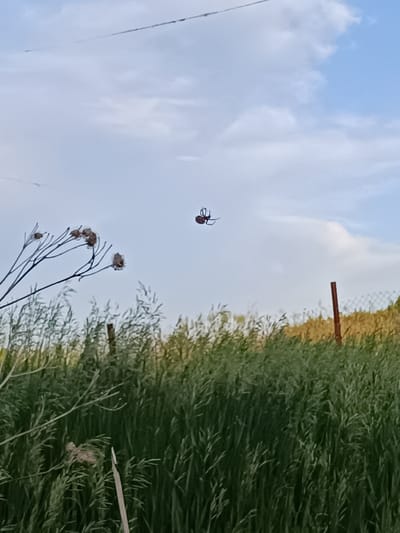 In Verkhnie Chershily, Russia, a small spider is captured mid-air, suspended by a fine silk thread against a pale blue sky dotted with wispy clouds. The spider, dark and silhouetted, appears to be descending. In the foreground, tall green grass sways gently, with dry, withered plants on thin stalks reaching upwards. A weathered wooden post stands amongst the grass, and a chain-link fence is visible in the background, bordering a field of dry, golden grass. A thin wire stretches across the upper portion of the frame.