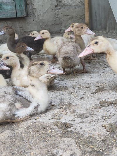 This image shows a group of young ducks on a dirt ground. The ducks are of various colors, including white, brown, and gray. Some are facing the camera, while others are looking away. The background appears to be a rough, concrete wall, and there is a wooden structure on the right side of the image. A green wooden plank is visible in the upper left corner. The lighting suggests it is daytime, likely outdoors. The ground is covered in small pebbles and some debris. There are no people visible in the image, and no text is present. The scene depicts a common rural setting where ducks are raised. The overall impression is one of a candid moment capturing the ducks in their environment.