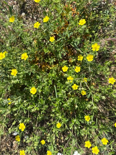The image shows a close-up, overhead view of a patch of wild yellow flowers and green foliage in an outdoor environment. The flowers are small with five petals each and are scattered amongst the dense green leaves and stems. The ground beneath the vegetation appears to be dry earth and sparse, dried grass. The lighting suggests it is daytime, with shadows indicating sunlight. The scene is located in the village of Korobivka, Ukraine. There are no people or animals visible in the image.