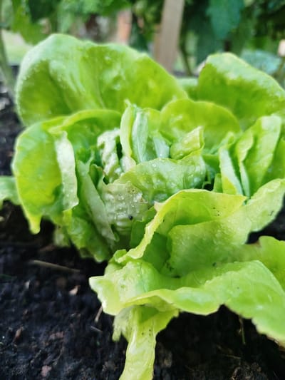 A head of green lettuce with water droplets on its leaves is shown growing in dark soil. The lettuce is the primary subject, positioned centrally in the frame. The background is blurred, showing hints of foliage and a wooden post, suggesting an outdoor garden setting. The image is a close-up, focusing on the texture and detail of the lettuce leaves. There are no people or animals visible. The scene depicts a single, healthy plant in its natural environment.