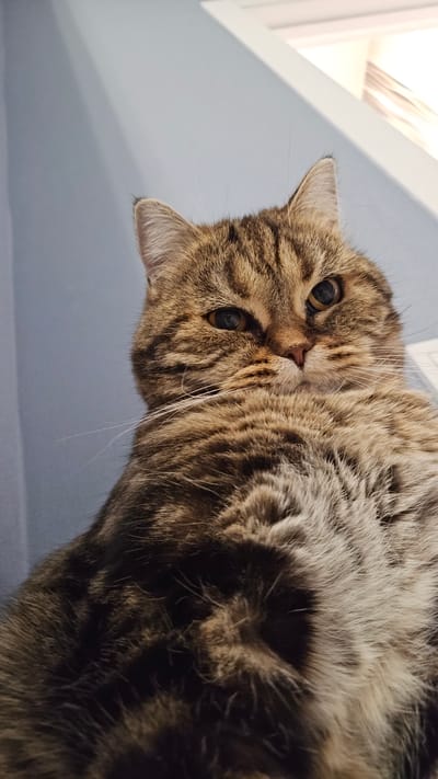A brown tabby cat is positioned on a surface, looking down at the camera. The background is a light blue wall, with a white door frame visible in the right side. The cat's fur is a mix of brown and black stripes, with white whiskers and amber eyes. The cat appears to be indoors. The image does not contain sufficient information to confirm the location.