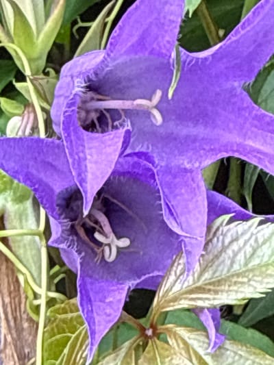 The image is a close-up photograph of two purple bell-shaped flowers, likely Canterbury bells (Campanula medium), in a garden setting. The flowers are in focus, with their delicate petals and stamens clearly visible. The surrounding foliage is a mix of green leaves and stems, some of which are lighter in color and appear to be dried or faded. The lighting suggests it is daytime, and the overall impression is one of natural beauty and growth. There are no people or animals present in the image, nor any discernible man-made structures or specific urban elements that would tie it to a particular location within Залесье Снт, Russia. The scene is purely botanical.