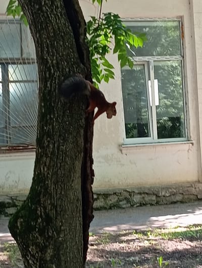 A squirrel is perched on the side of a tree trunk, facing right. The squirrel is brown with a bushy tail and is in the process of climbing. The tree trunk is dark brown and has a rough texture. In the background, there is a white building with two windows. The windows are large and reflect green foliage. There is also a metal grate over one of the windows. The ground in front of the building is paved and covered with grass. The scene appears to be in a park or residential area in the city of Otradnaya, Russia.