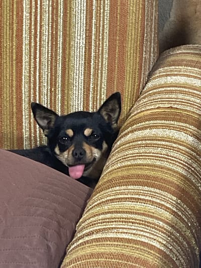 A close-up indoor shot depicts a small black and tan dog partially concealed beneath a striped tan and gold cushion. The dog's head is visible, with its tongue extended. The dog is resting on a brown fabric surface. The location is not explicitly mentioned or visually discernible.