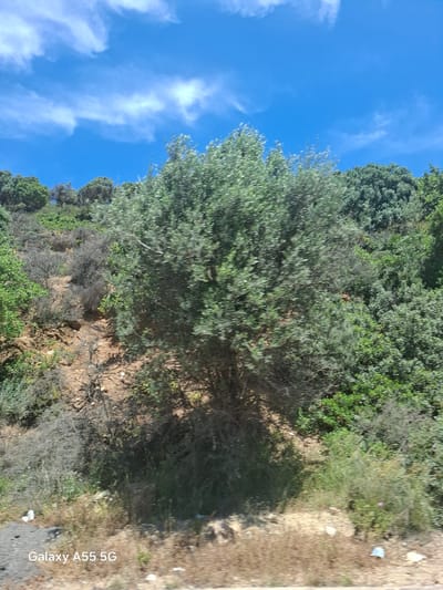 The image shows a hillside scene under a partly cloudy blue sky. A large olive tree dominates the view, with other trees and shrubs scattered across the slope. The ground appears to be a mix of soil and vegetation. The location is in Gazi Municipal Unit, Greece.