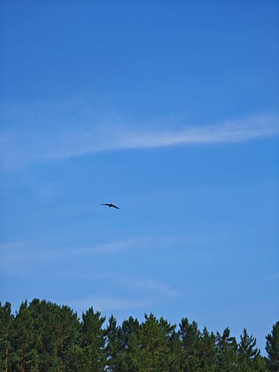The image captures a clear blue sky with a few wispy clouds above a dense line of evergreen trees, likely pine, forming the bottom edge of the frame. In the upper half of the sky, a dark silhouette of a bird in flight is visible, with its wings spread. The scene appears to be set in an outdoor environment, possibly a forest or park on the outskirts of Podporozh'e, Russia. The lighting suggests it is daytime, likely afternoon, given the bright sky and the shadows within the tree line. There are no people or any artificial structures depicted in the image.