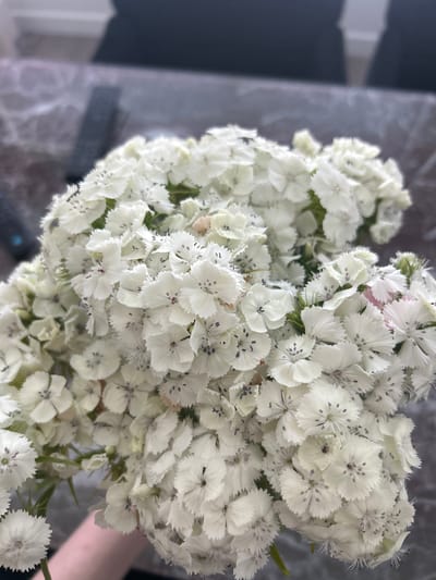 A close-up, overhead shot shows a bouquet of small, white flowers with dark purple centers. The flowers are densely packed, creating a textured appearance. In the background, out of focus, is a table with a dark, patterned surface and a dark object, possibly a remote control. The scene is indoors.