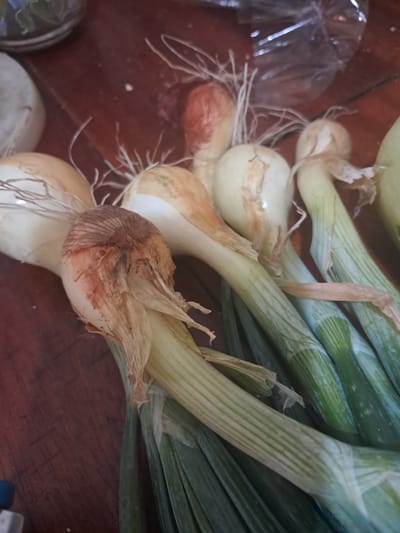 A close-up, overhead shot shows a bunch of green onions laid out on a dark brown wooden surface. The onions are positioned diagonally across the frame, with their white bulbs on the left and green stalks extending to the right. The bulbs are partly peeled, revealing their papery outer layers and delicate white roots. Some of the onions have a reddish-brown hue near the root. The green stalks are ribbed and vary in thickness. The wooden surface has a visible grain pattern. In the background, a blurred, partially visible ceramic pot with painted designs can be seen on the left, and a clear plastic bag is visible on the upper right. The lighting is natural, casting soft shadows. The image was taken indoors. The location is not specified in the image.