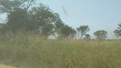 The image shows a field of tall grass in Rutshuru, Democratic Republic of Congo. The grass is green and brown and is growing in a field. There are a number of trees in the background of the image, including a few large trees on the left side of the frame and a few smaller trees on the right side of the frame. The sky is clear and blue. There are no people or animals visible in the image.