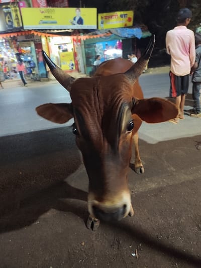 The image displays an evening or nighttime street scene in Sircaim, India. In the immediate foreground, a brown cow stands centrally, facing the camera directly. It possesses prominent dark horns, large dark eyes, and a visibly wrinkled forehead; its snout area is a lighter brown. The cow is situated on a dark, paved street surface.

In the blurred mid-ground and background, multiple individuals and commercial structures are present. To the right, a male figure in a light pink shirt and dark shorts stands with his back to the viewer, accompanied by a smaller, partially obscured individual. Further left, another person is visible walking away. The background consists of several brightly lit shops or stalls. Above these establishments, prominent yellow banners are visible, one featuring the brand "UBON" alongside an image of a person, and another displaying text in an Indian script. Festive or decorative strings are suspended across the street in front of the shops, indicating an active urban commercial environment under artificial lighting.
