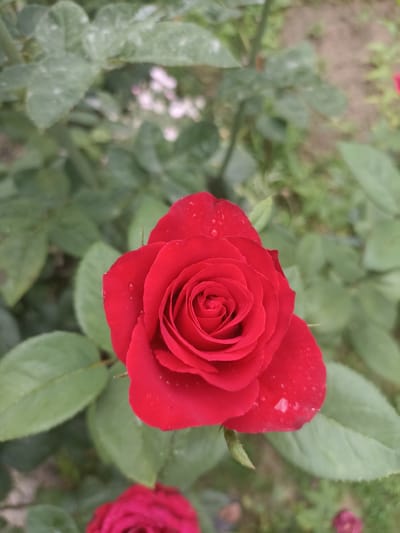 A close-up shot captures a vibrant red rose in full bloom, its petals delicately curved and adorned with small water droplets. The rose is the central focus, with its intricate spiral pattern clearly visible. Surrounding the rose are lush green leaves, some appearing slightly dusty or weathered. The background is softly blurred, suggesting an outdoor environment, possibly a garden, with hints of other plants and the ground visible. The image quality is moderate, with some graininess, but the color saturation of the rose is strong. There are no people or animals visible in the frame. The scene appears to be a natural setting, likely a rose bush. No specific location in Chust, Uzbekistan, can be identified from the visual information alone.