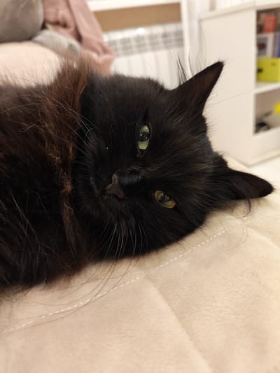 A close-up shot captures a fluffy black cat lying on a light beige, textured surface. The cat is positioned on its side, with its head turned towards the camera, revealing its face and one ear. Its eyes are open and green, and it appears to be looking directly at the viewer. The cat's fur is long and dark, with some lighter brown strands visible around its neck and shoulders. The background is blurred, showing hints of shelves with colorful objects and what appears to be a radiator. The lighting is soft, casting a gentle glow on the cat. There is no information available to indicate the location in the city of Kalmykovo, Russia.