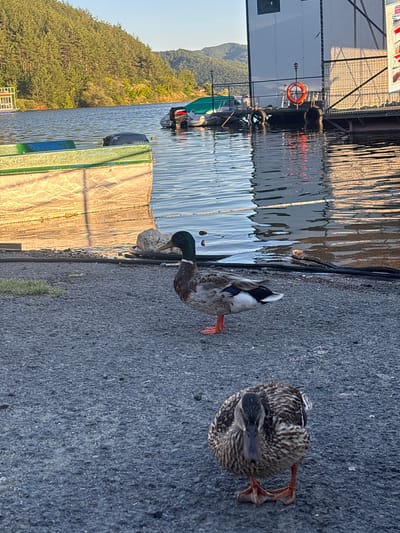 Two mallard ducks are present on a paved surface next to a body of water. The duck in the foreground is facing the camera, while the duck in the background is facing to the left. The body of water appears to be a lake or river, with trees and mountains visible in the distance. A floating structure with a life preserver and a small boat with an outboard motor are also visible in the water. The scene appears to be in Brosh, Bulgaria, likely a lakeside area with recreational facilities. The lighting suggests it is late afternoon or early morning.