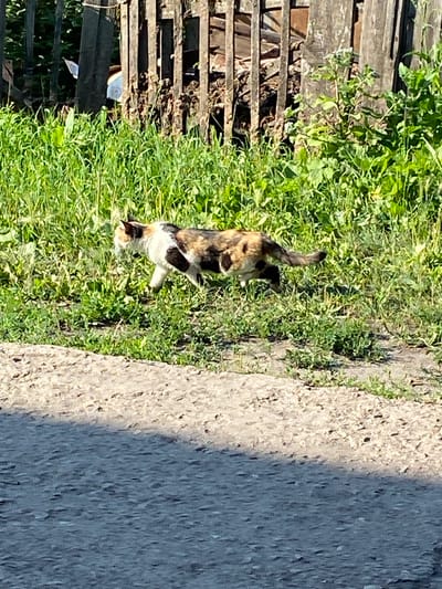 A calico cat walks through tall green grass in front of a weathered wooden fence. The ground in the foreground is a mix of dirt and gravel, with a shadow cast across it. The background shows a dense section of wooden fence posts and slats, with green foliage growing around and behind it. The scene appears to be outdoors in a rural or semi-rural setting, possibly in or near Бескөл ауылдық округі, Kazakhstan, given the context. The lighting suggests it is daytime, with the sun creating distinct shadows.