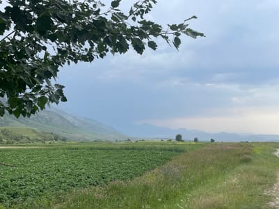 The image depicts a rural landscape in the city of Khaidarkan, Kyrgyzstan. In the foreground, a large tree branch with dark green leaves hangs from the left side of the frame. Below this, a vast, vibrant green field stretches across the midground, dotted with small white flowers, likely a crop such as potatoes. To the right of the field, a dirt path runs parallel to the foreground. The background features rolling green hills and distant, hazy blue mountains under a cloudy, overcast sky. The overall scene conveys a sense of natural tranquility and agricultural activity.
